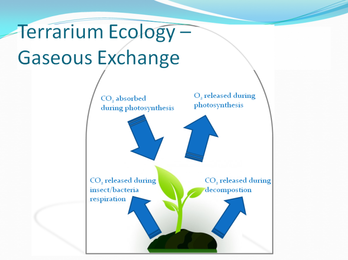 Terrarium-Ecology-Gaseous-Exchange.png
