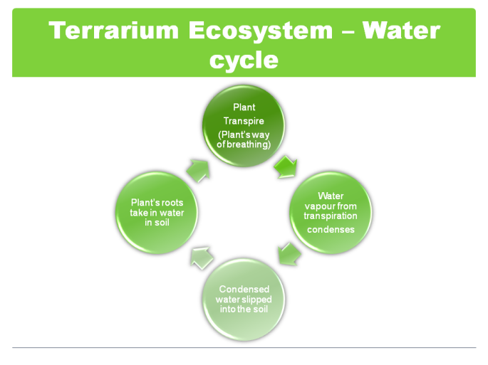 Terrarium-Ecosystem-–-Water-cycle.png