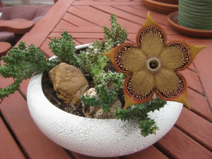 Edithcolea-grandis-Persian-Carpet-Flower