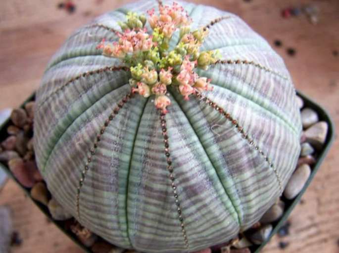 Euphorbia-obesa1